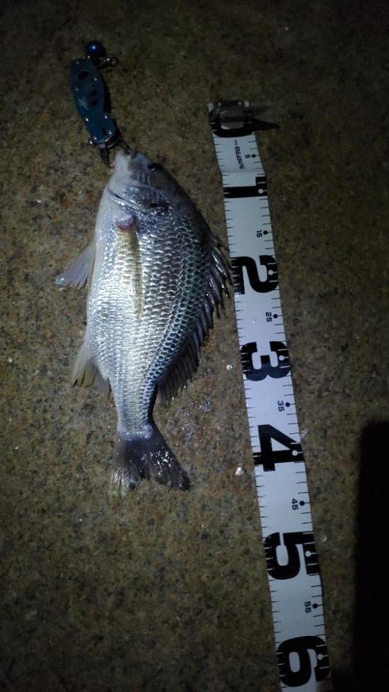 久々の朝マズメはショートバイトラッシュ