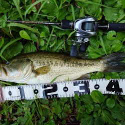 一発からの数釣り