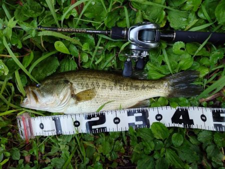 一発からの数釣り