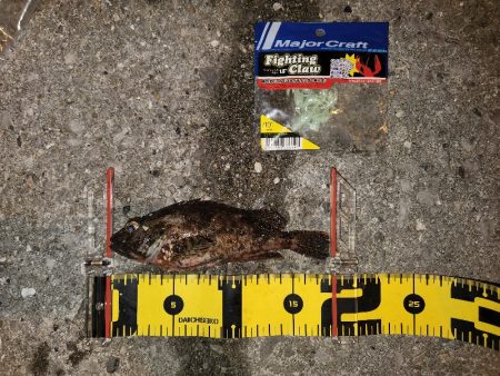 カサゴイベント