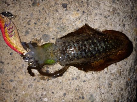 ケンサキとアオリ