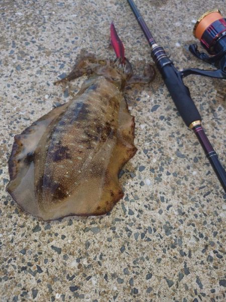 ナイトエギングIN対馬