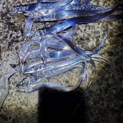 今季タチウオ　初チャレンジ