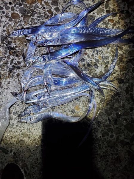 今季タチウオ　初チャレンジ