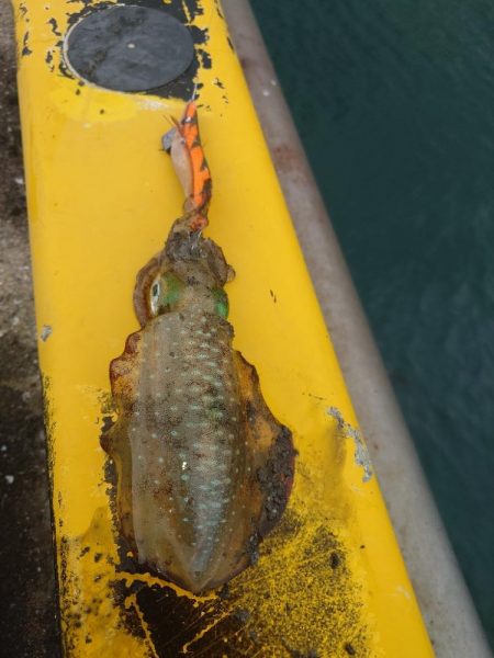 雨前エギングIN対馬