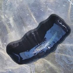 石田川　鮎イングからの友釣り　小さいが活性は高い