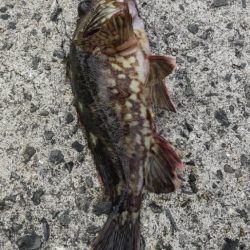 アジ探し@矢櫃周辺