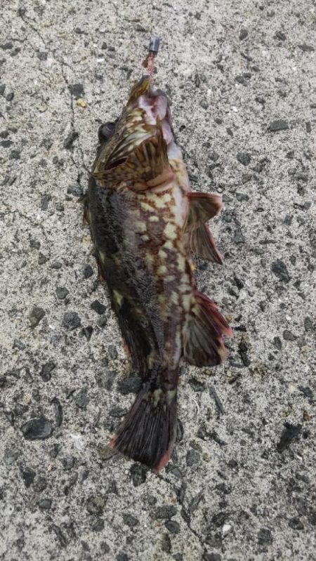 アジ探し@矢櫃周辺