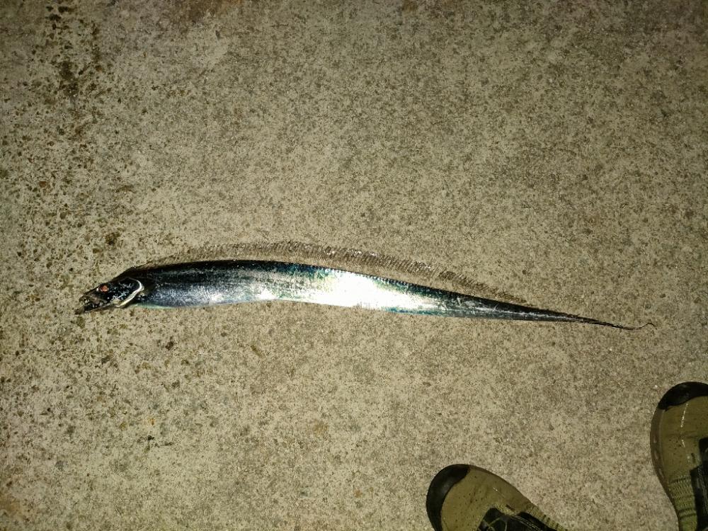 今年初の陸っぱり太刀魚