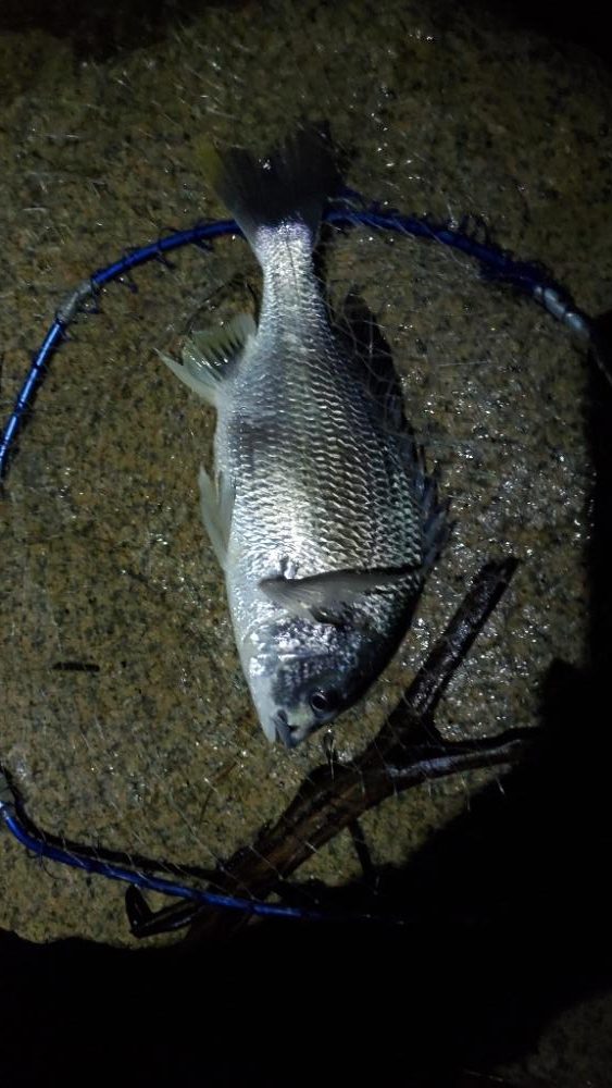 弱ったチヌ　暑さか今日2回釣られたやつか