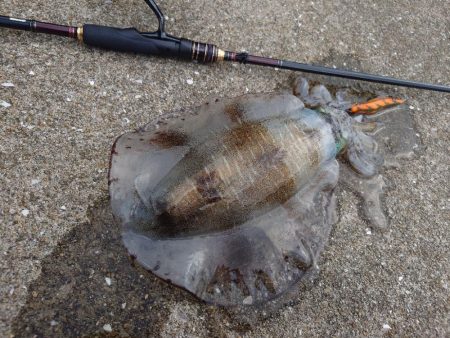 久々エギングIN対馬