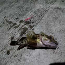 きれいな月とガシラ