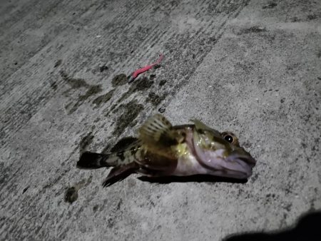 きれいな月とガシラ