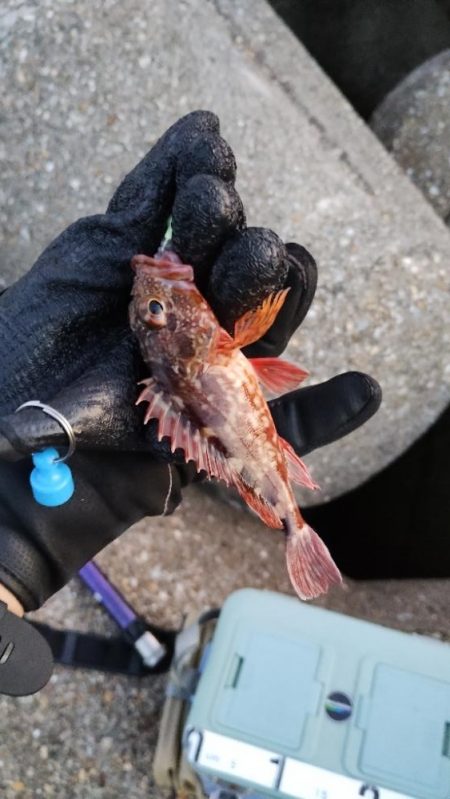 安定のガシリング