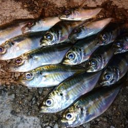 今夜もとにかく修行