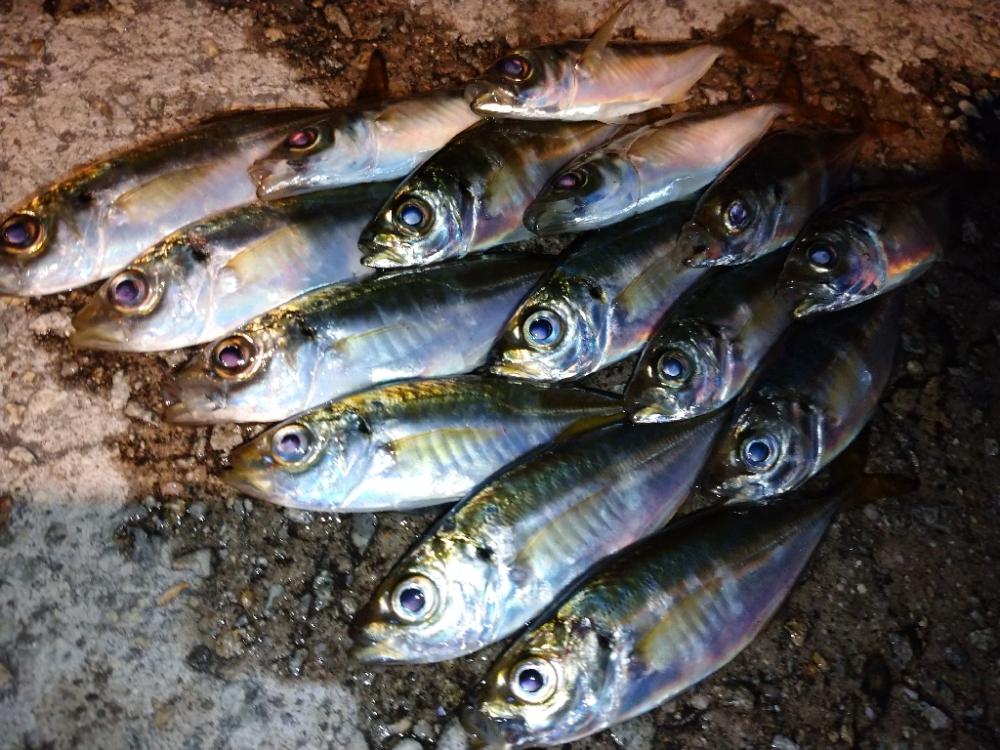 今夜もとにかく修行