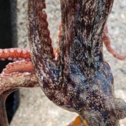 苦潮の影響かなあ