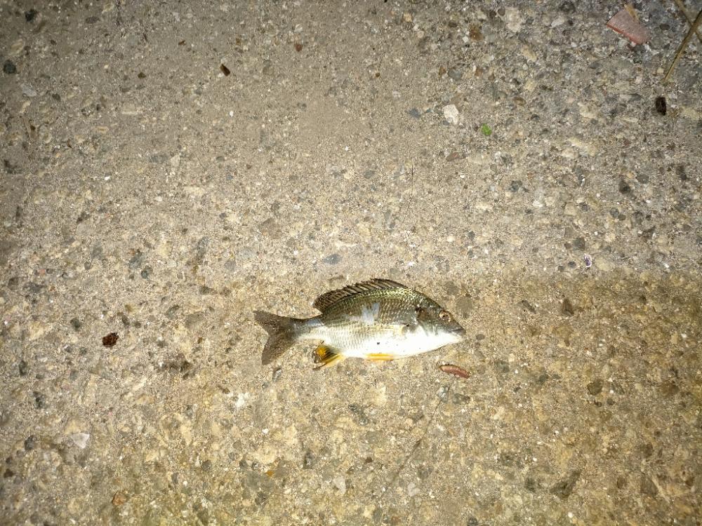 数は釣れるが小さい