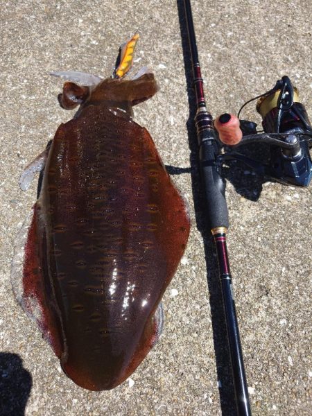 灼熱エギングIN対馬