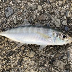 釣り人誰もいない