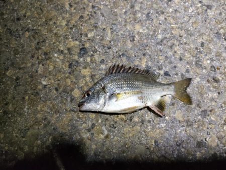 今日のサイズは小さい