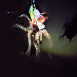 連日のタコ朝活