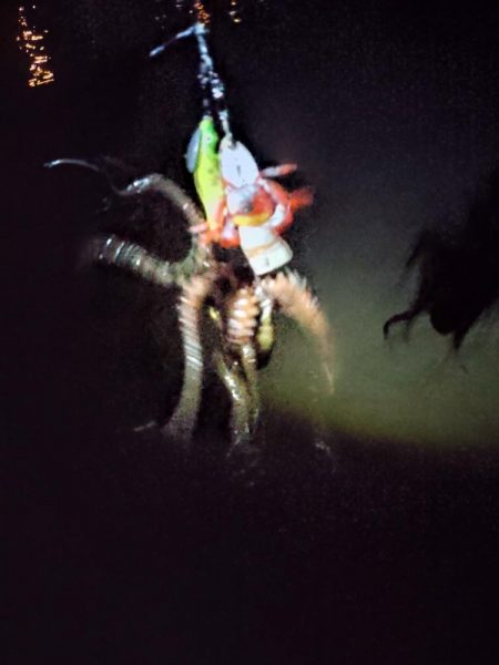 連日のタコ朝活