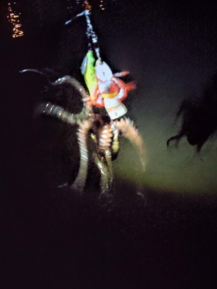 連日のタコ朝活