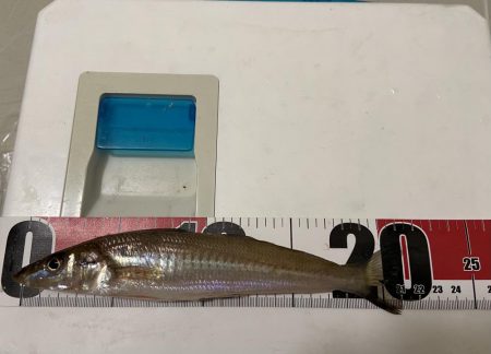 台風一過の激暑シロギス釣行