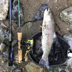 シーズン終盤　ニジマスラッシュ