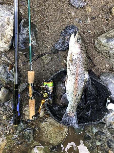 シーズン終盤　ニジマスラッシュ