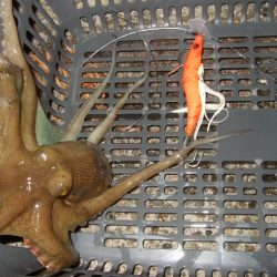 ようやく今年初タコ