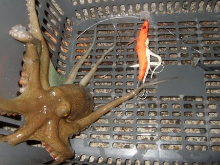 ようやく今年初タコ