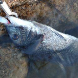 夕方チヌトップ