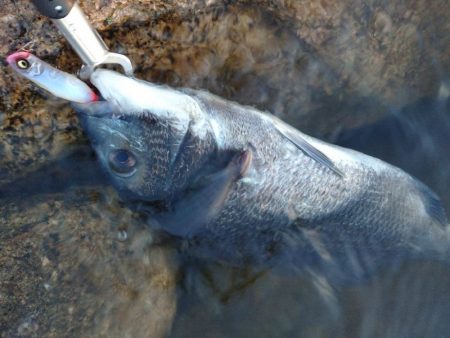 夕方チヌトップ