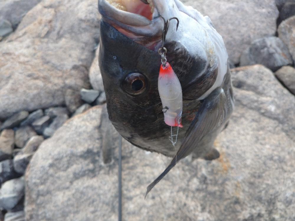 夕マズメチヌトップ