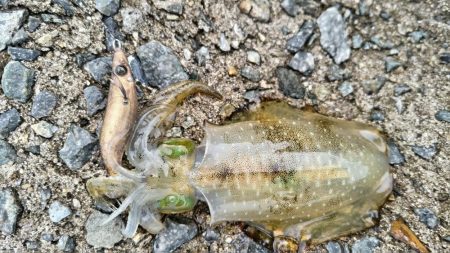 ケンサキイカとアオリイカの新子調査  まだまだ小さい!!