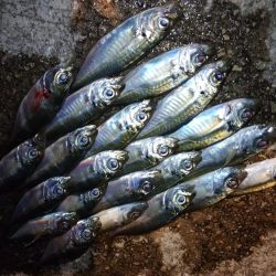 チビくにゃーん