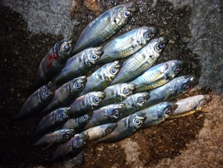 チビくにゃーん