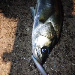 ナイトシーバス