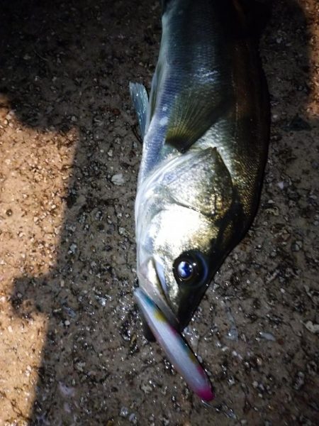 ナイトシーバス