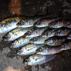 今夜も豆アジ修行