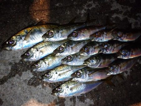 今夜も豆アジ修行