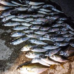 今夜も豆アジング