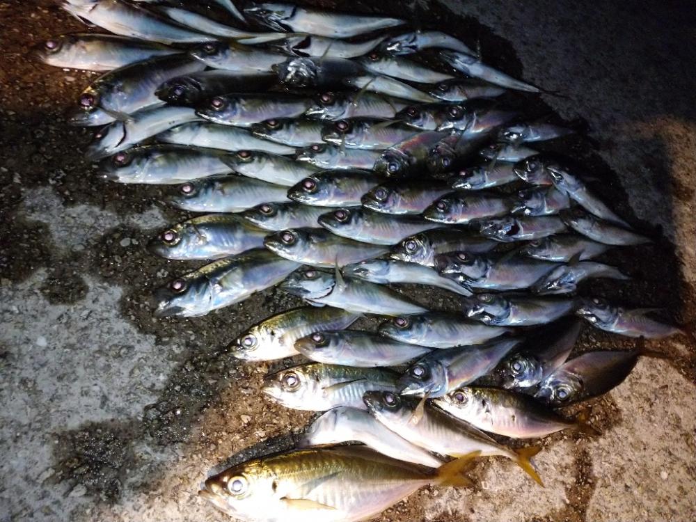 今夜も豆アジング