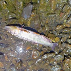 終盤のハス釣り