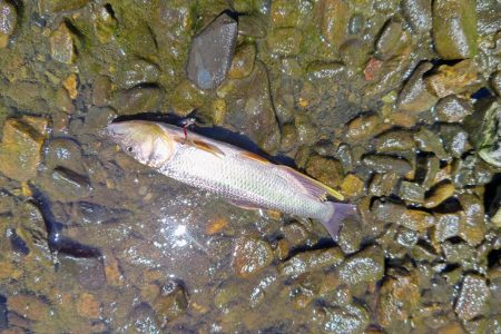 終盤のハス釣り