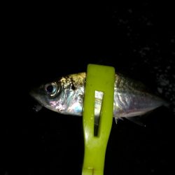 アジが釣りたくて！