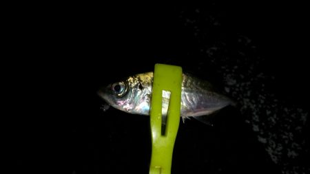 アジが釣りたくて！