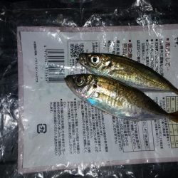 大阪市内でもちょくちょく釣れてる見たいなので